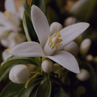 Orange Blossom fragrance note