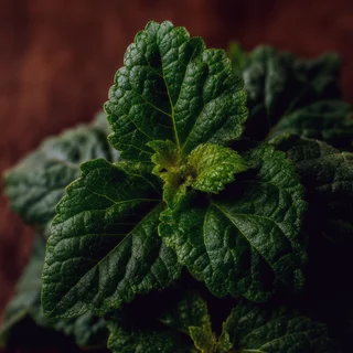 Patchouli fragrance note