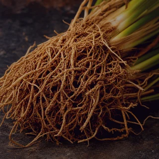 Vetiver fragrance note